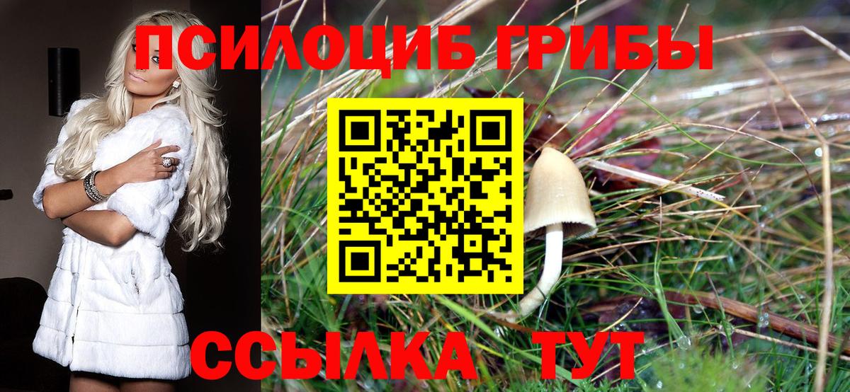 Галлюциногенные грибы Psilocybine cubensis Новосибирск